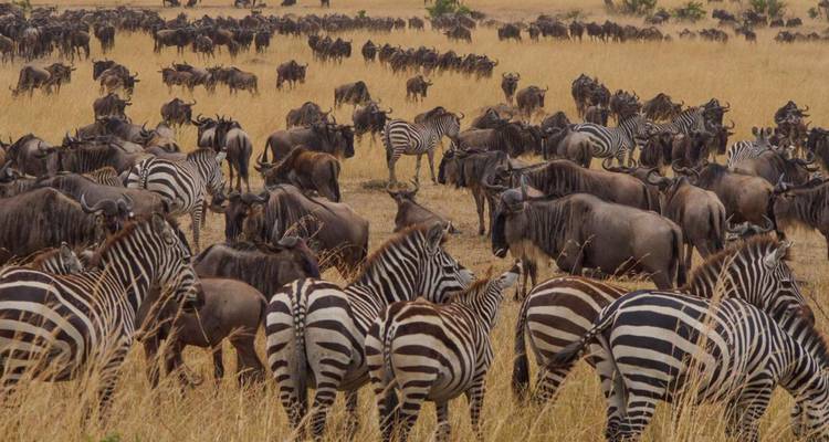 14 jours de randonnée dans le Serengeti, le Masai Mara et les gorilles - Rumara Safaris 6