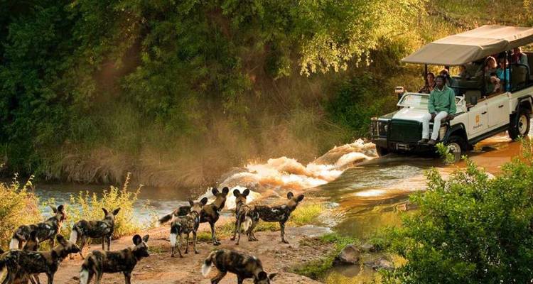 3-Day Safari Adventure in Madikwe Game Reserve - Knap Tours Limited 3