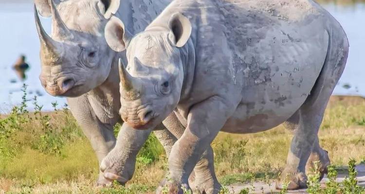 3-Day Safari Adventure in Madikwe Game Reserve - Knap Tours Limited 4