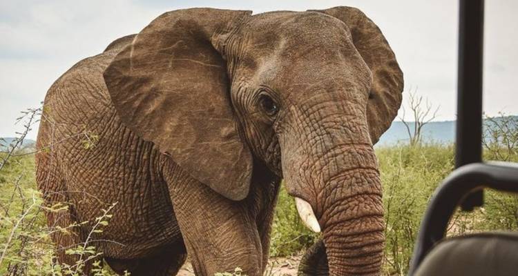 3-Day Safari Adventure in Madikwe Game Reserve - Knap Tours Limited 6