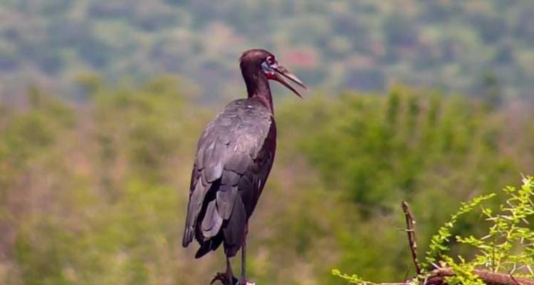 3-Day Safari Adventure in Madikwe Game Reserve - Knap Tours Limited 7