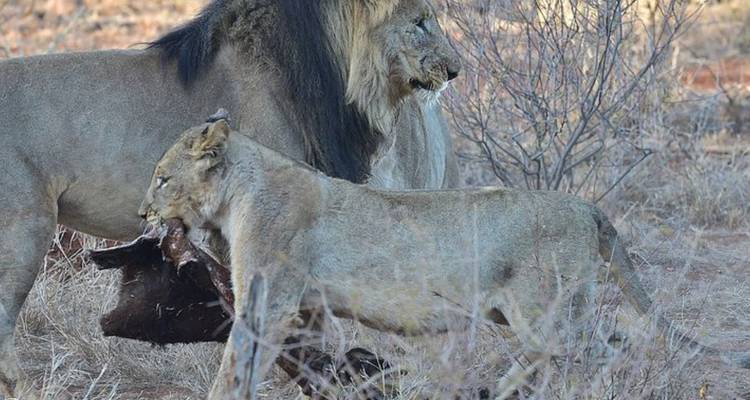 3-Day Safari Adventure in Madikwe Game Reserve - Knap Tours Limited 9