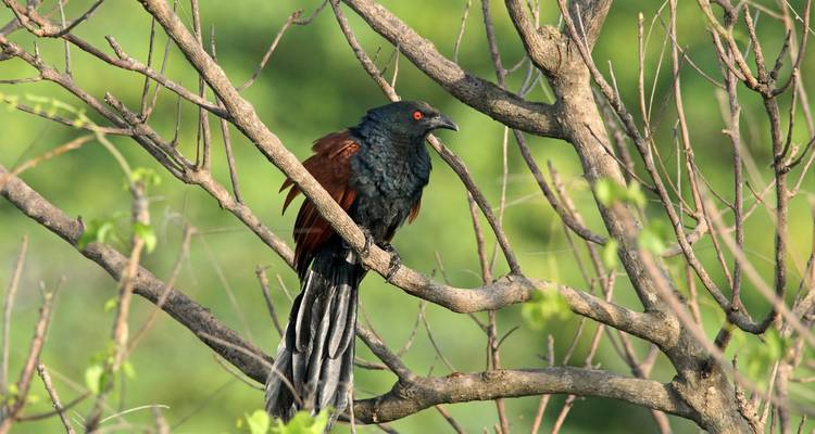 Sentiers ornithologiques et fauniques du Gujarat - Alkof Holidays 7