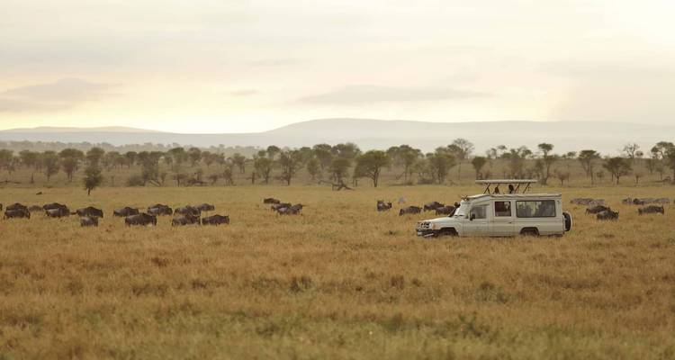 10 jours de safari au Masai Mara et au Serengeti - Rumara Safaris 6