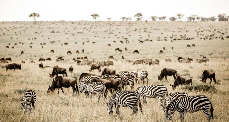 10 jours de safari au Masai Mara et au Serengeti - Rumara Safaris 7
