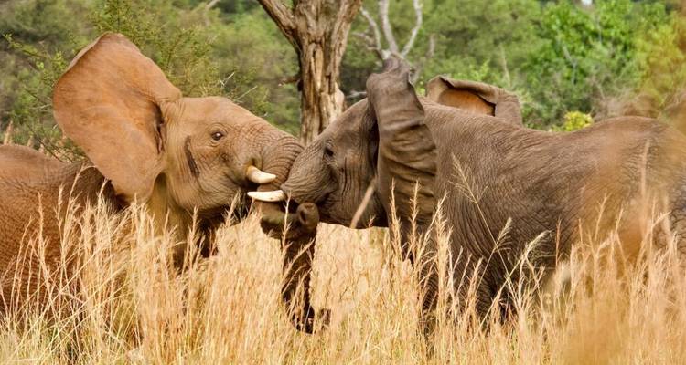 Safari privé de 5 jours au Serengeti, Ngorongoro et Tarangire - Rumara Safaris 5