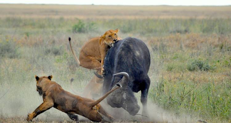 8 jours de safari dans le Serengeti, le Masai Mara, le lac Nakuru et le Ngoronogro - Rumara Safaris 1