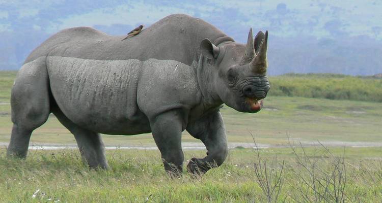 8 jours de safari dans le Serengeti, le Masai Mara, le lac Nakuru et le Ngoronogro - Rumara Safaris 3