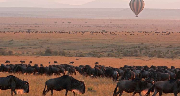 Un grand troupeau de gnous paissant dans les prairies de savane dorée avec un ballon d'air chaud s'élevant à l'aube.
