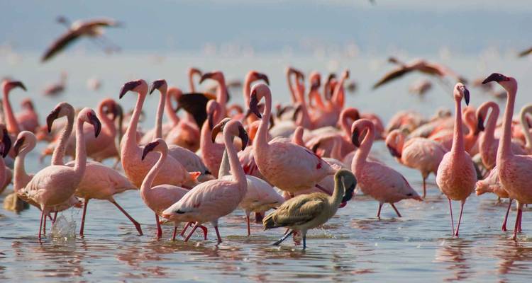 Grand groupe de flamants roses se déplaçant dans les eaux peu profondes d'un lac.