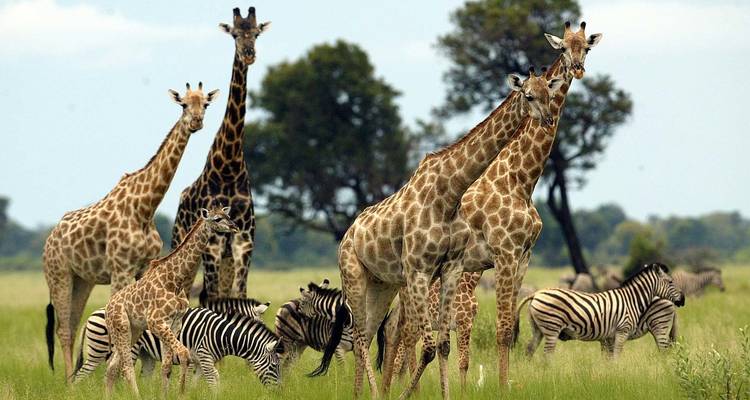 7 jours de safari en Tanzanie et au Kenya - Rumara Safaris 5