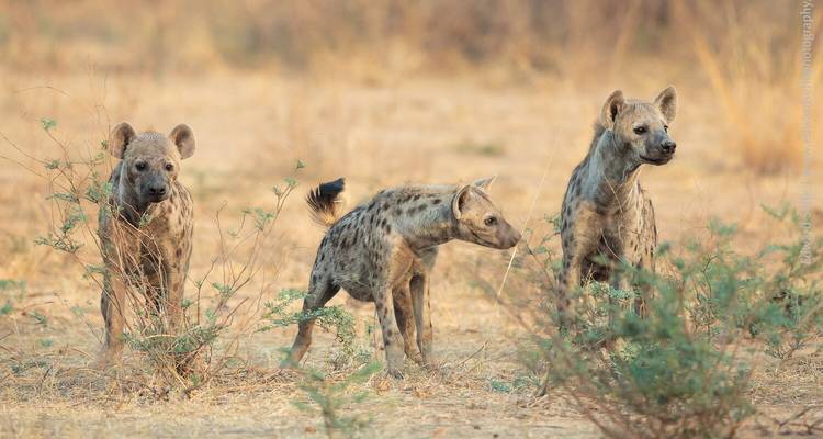 7 jours de safari en Tanzanie et au Kenya - Rumara Safaris 1