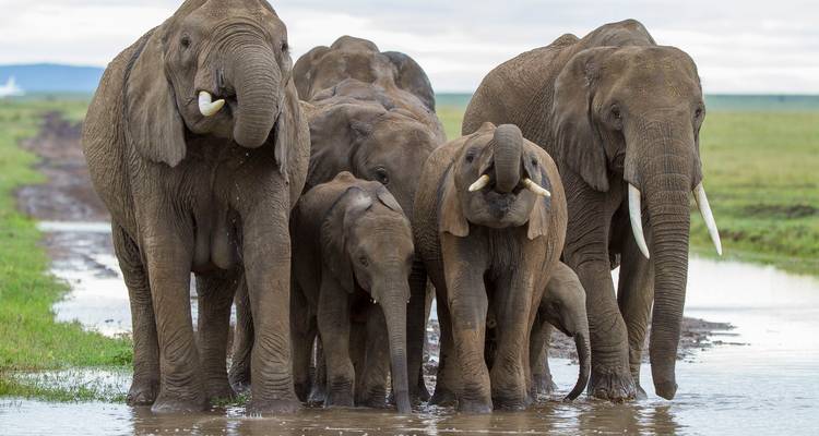 7 jours de safari en Tanzanie et au Kenya - Rumara Safaris 2