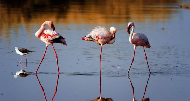 7 jours de safari en Tanzanie et au Kenya - Rumara Safaris 3
