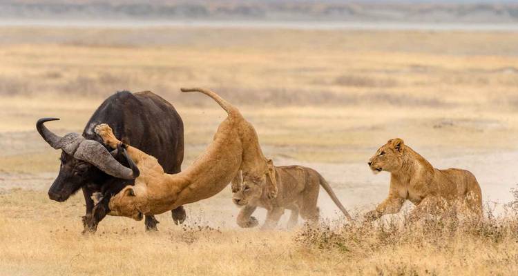 7 jours de safari en Tanzanie et au Kenya - Rumara Safaris 4