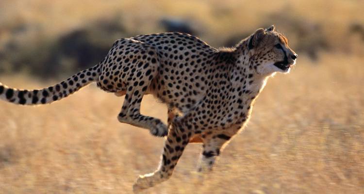 7 jours de safari en Tanzanie et au Kenya - Rumara Safaris 6