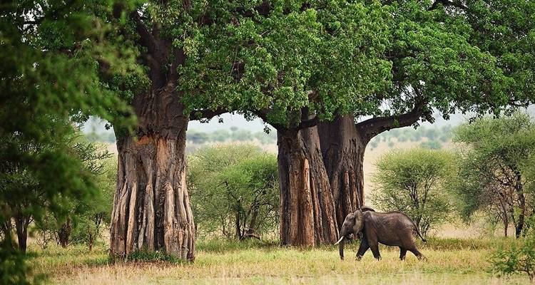 7 jours de safari en Tanzanie et au Kenya - Rumara Safaris 7