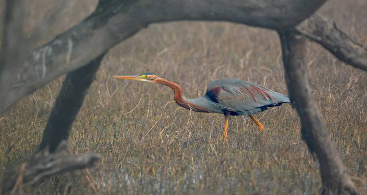 Visite de la faune et de la flore du Gujarat - Alkof Holidays 2