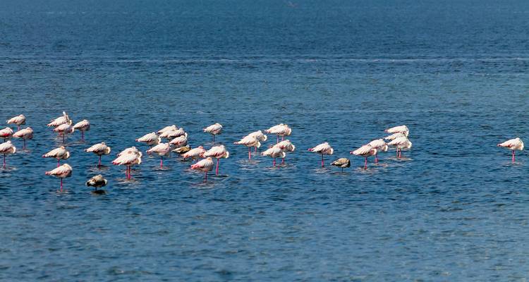 Visite de la faune et de la flore du Gujarat - Alkof Holidays 3