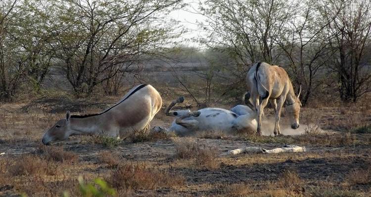 Visite de la faune et de la flore du Gujarat - Alkof Holidays 4