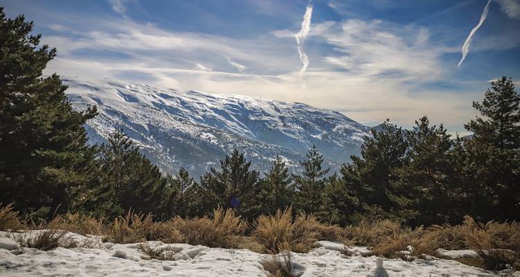 Montagnes enneigées et pins sous un ciel bleu.