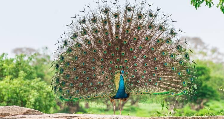 Pauw met zijn staart volledig uitgewaaierd op een heldere dag.