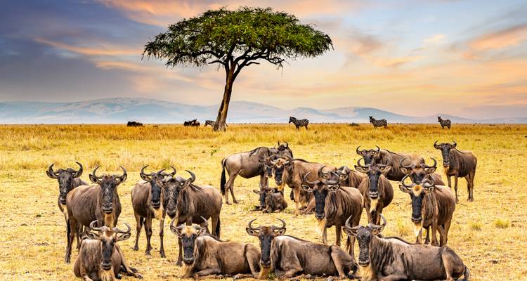 Safari et Seychelles 2028 - Emerald Cruises 6
