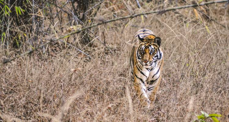 Tiger stalking through dry grass in the wild.