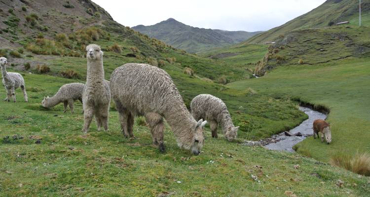 Cultural Experience in Patacancha - Terres des Incas 9