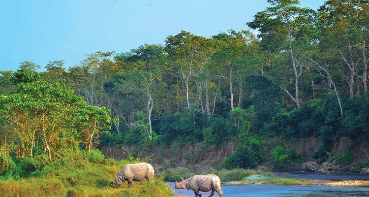 Deux rhinocéros unicornes paissant près d'une rivière dans une végétation luxuriante.