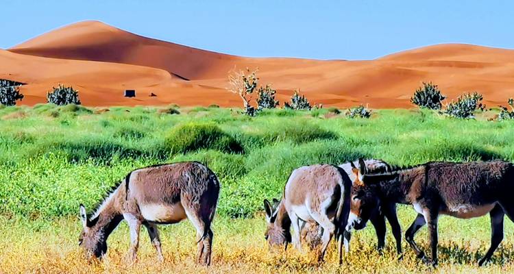 1 nuit en camp de désert à Erg Chegaga - SAHARA HOLIDAY 1