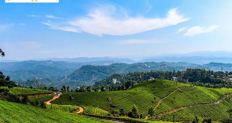 Vast tea plantations in a hilly area.