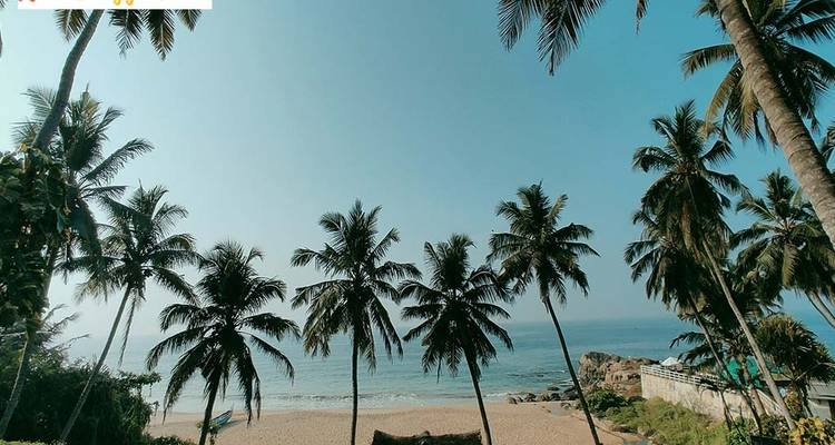 Palm trees on a beach under a clear blue sky.