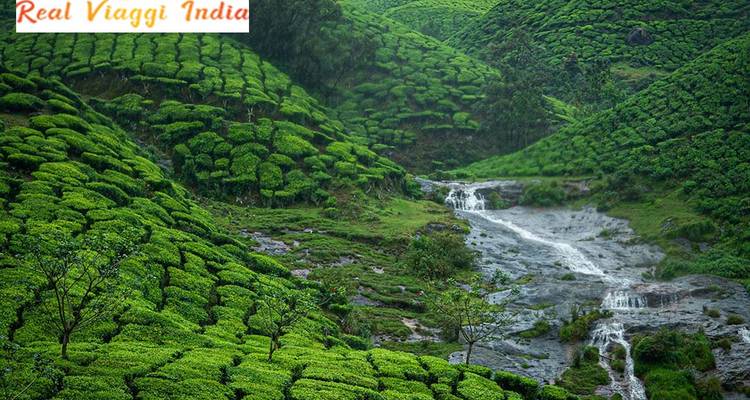 Plantation de thé verdoyante avec de petites cascades.