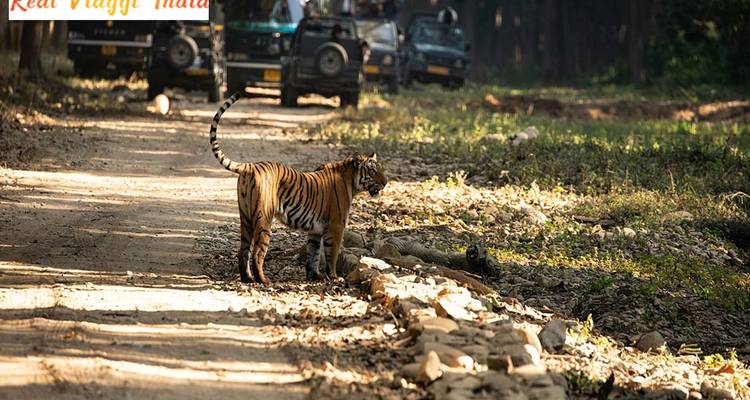 Tiger beside a dirt road with safari vehicles in distance.