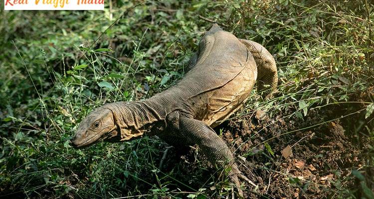 Monitor lizard crawling on a grassy slope.