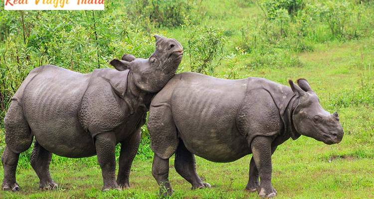 Two Indian rhinoceroses grazing in a green area.