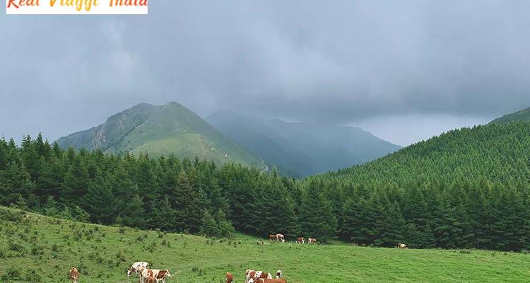 Cows grazing in a mountain meadow with cloudy sky.