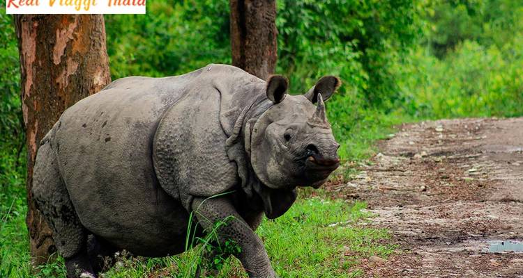 Rhinoceros in a forested area near a dirt path.