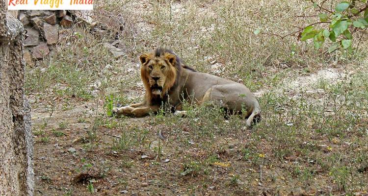 Lion se reposant sur le sol dans son habitat naturel.
