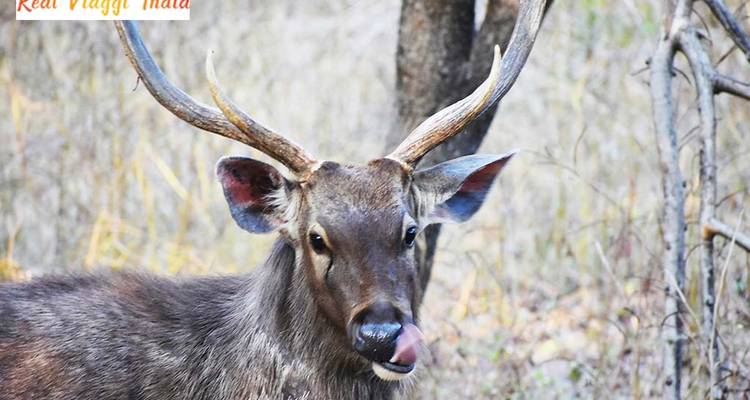 Gros plan d'un cerf dans un cadre forestier naturel.
