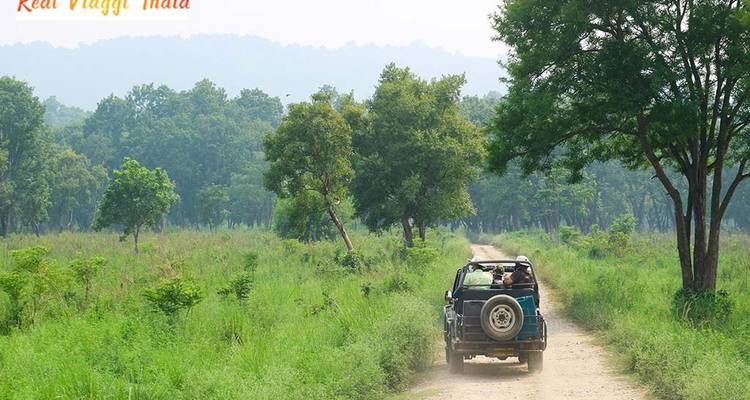 Un safari en jeep en una zona de bosque verde.