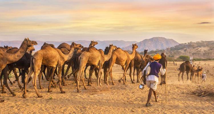 Une personne gardant un groupe de chameaux dans un paysage désertique au coucher du soleil.