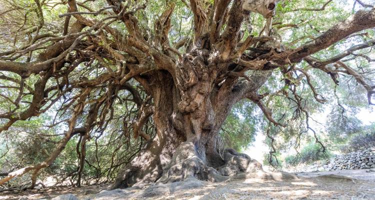 Olivier ancien aux branches tordues et au tronc épais.