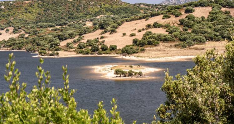 Petite île avec des arbres clairsemés dans un lac.