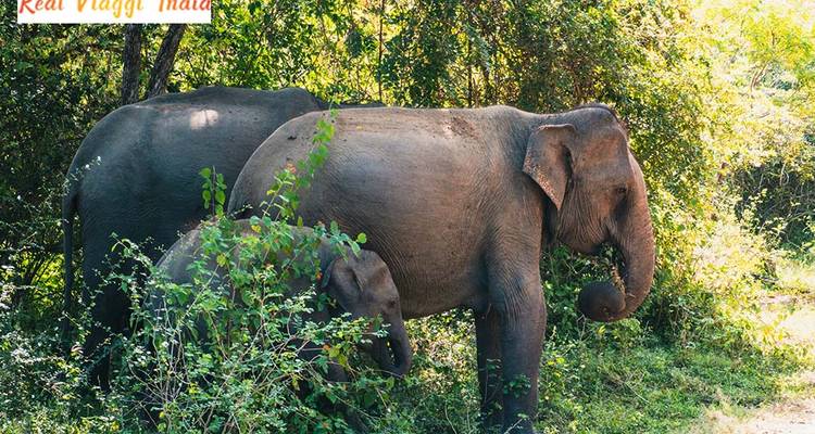 Elefanten in einem grünen bewaldeten Gebiet mit übergelagertem Text eines Reiseunternehmen-Logos.