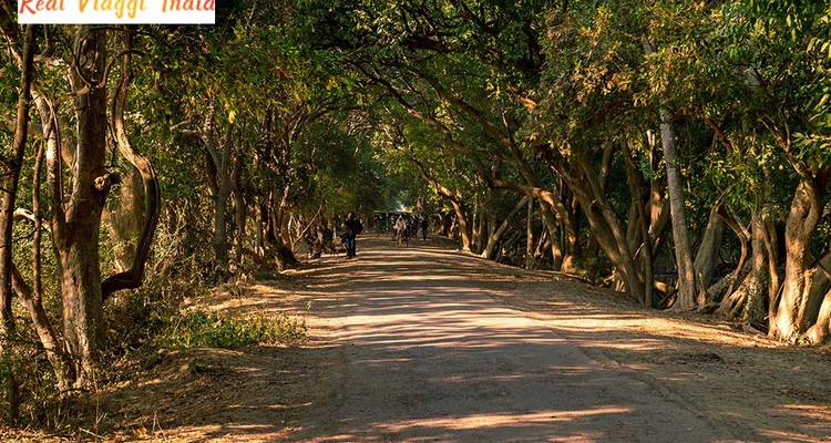 Eine von Bäumen gesäumte Straße mit ein paar Menschen und Überlagerungstext von einem Reiseunternehmen.