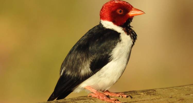 7-Day Luxury Amazon and Pantanal - ETours Brazil DMC 3
