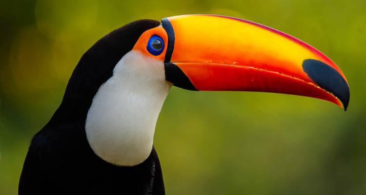 7-Day Luxury Amazon and Pantanal - ETours Brazil DMC 4