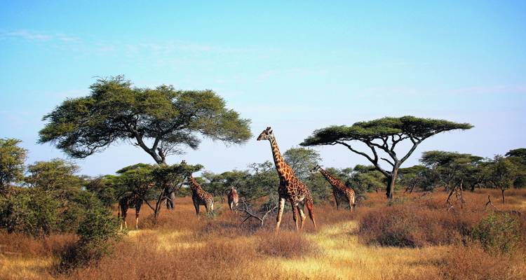 Giraffen stehen zwischen Akazienbäumen in einer Savanne.